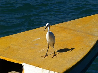 egret boat namal.jpg