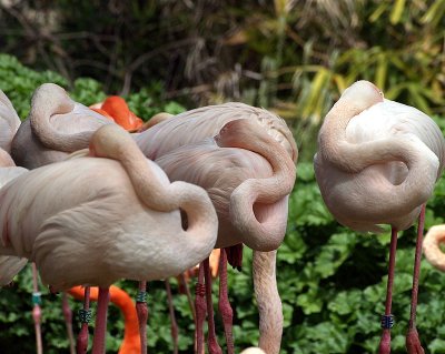 flamingo necks2.JPG