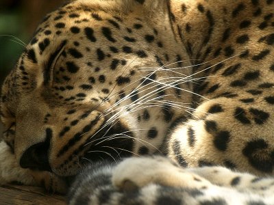 leopard sleeping1.JPG