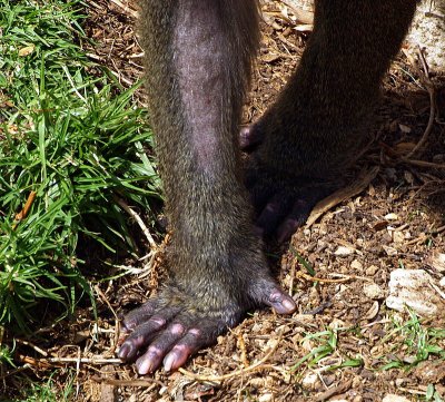 monkey foot.JPG