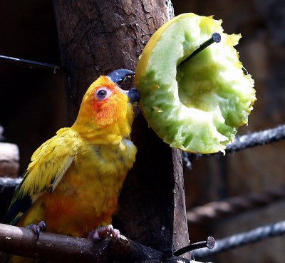 parrot eating melong.JPG
