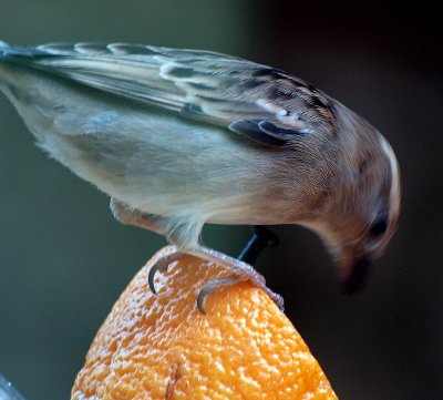 sparrow orange1.JPG