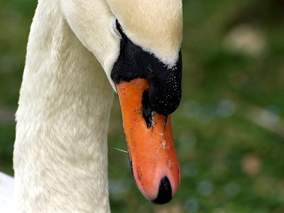 swan beak2.JPG