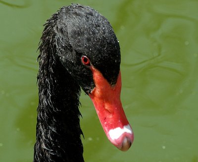 swan black head2.JPG