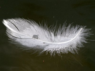 swan feather2.jpg