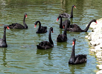 swans black.JPG