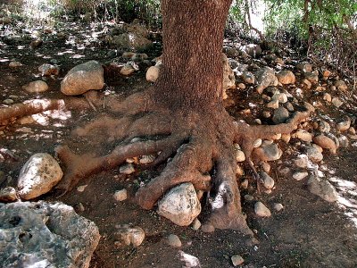 wadi amud tree.JPG