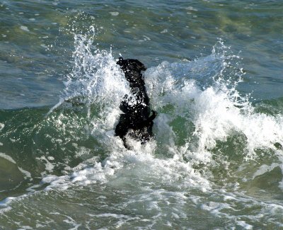dog in waves.jpg
