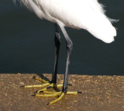 Egret feet