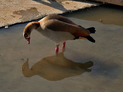 goose and reflection