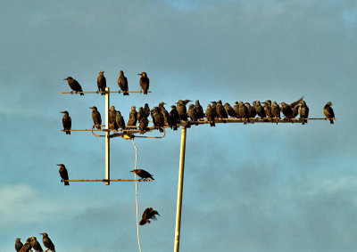 birds antenna888.jpg
