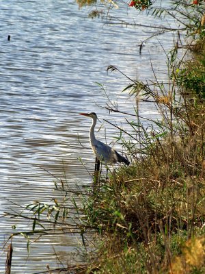 crane by river2.JPG