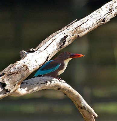 kingfisher2.JPG