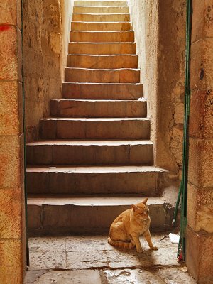 cat stairway.jpg