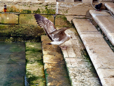 ven - P5031175 seagull rialto.jpg