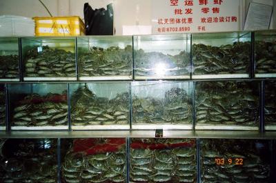 Beijing Crabs for sale at Hongquiou market