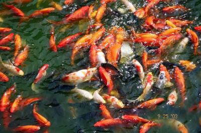 park gold fish pond