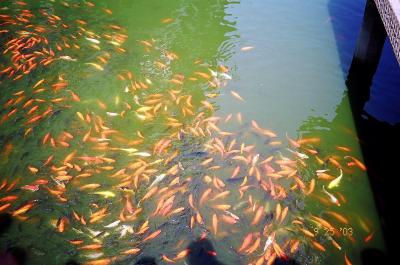 gold fish pond
