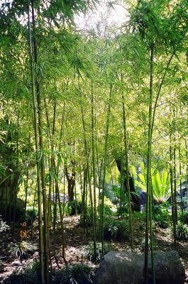 park bamboo grove