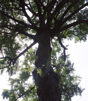 park tall tree