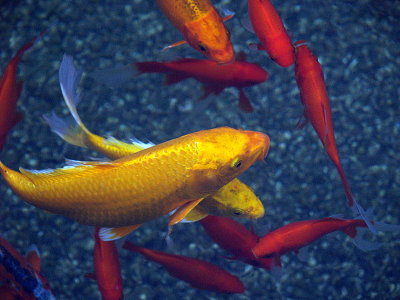 koi gold reds.JPG