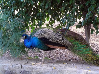 greek mon peacock kfar nahum gr.JPG
