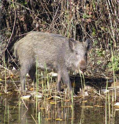 wild boar3.JPG