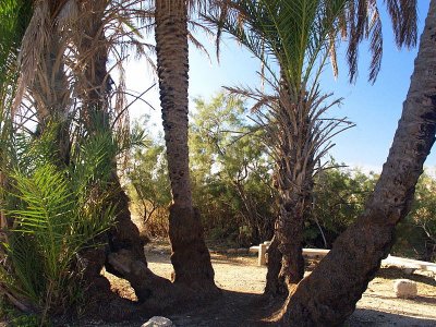 nahal palm cluster.JPG