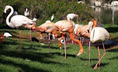 flamingos at Biblical Zoo.JPG