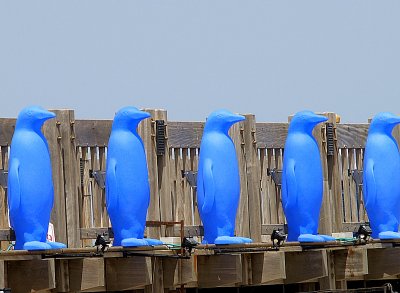 blue penguins.JPG