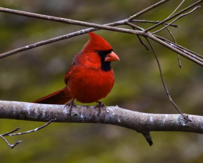 March 1, 2009  -  Bright Cardinal