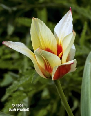 April 2, 2009  -  Rose's Tulip