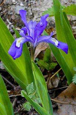 April 28, 2009  -  Crested Iris