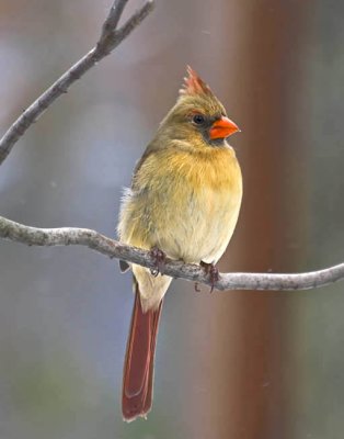 January 9, 2010  -  Female Cardinal