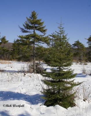 Pines in Cranberry Glades