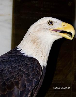 Bald Eagle in captivity