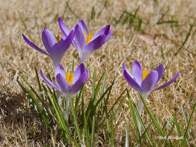 Crocus March 7, 2006