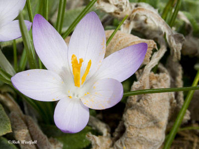 Crocus March 8, 2006 (2)