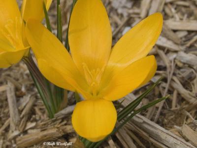 Crocus March 8, 2006 (3)