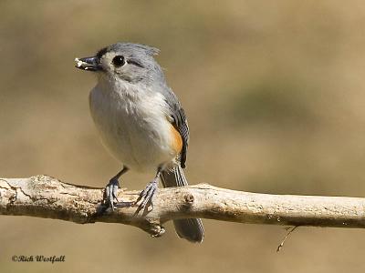 Titmouse March 15, 2006