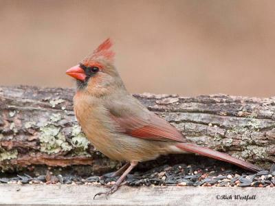 Female Cardinal March 25, 2006