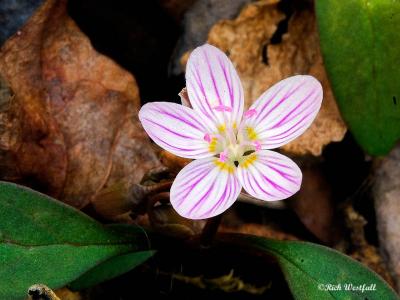 Spring Wildflower April 1, 2006