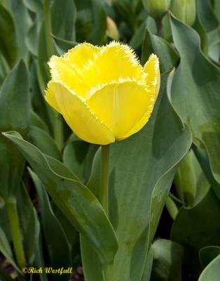 tulip April 6, 2006