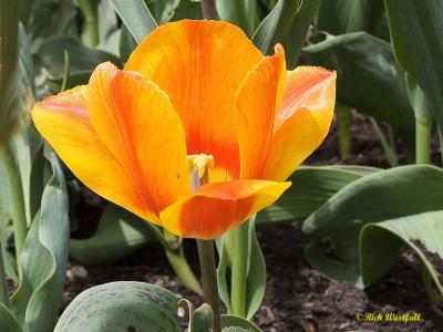 tulip April 6, 2006