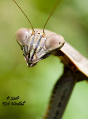 Mantis portrait