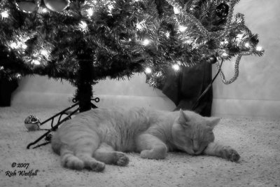 December 9, 2007  -  Brads Christmas Dreams