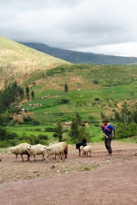 Tending sheep at Aramasi