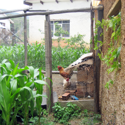 Chickens in community garden