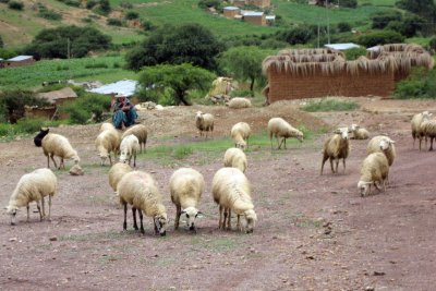 Sheep at Aramasi