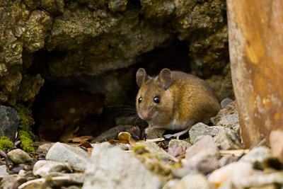 Wood Mouse 3